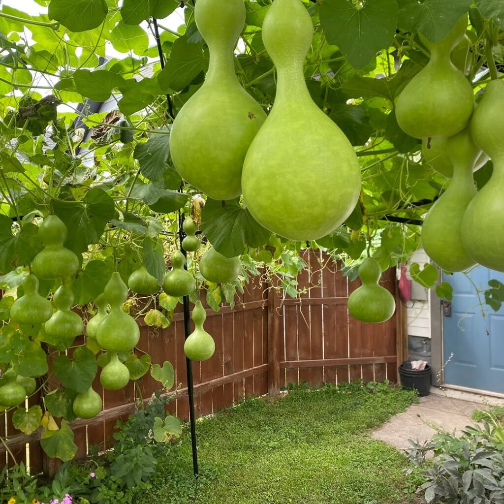 Large bottle gourds hanging from vines in a backyard garden, part of Rachel Pauli's gourd growing project, with wooden fence visible in background